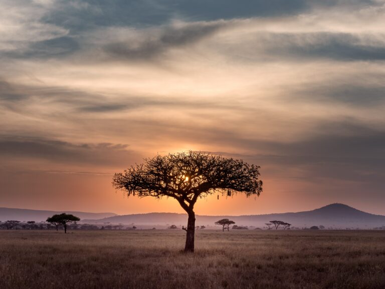 a tree on the Serengeti with sunset behind, located in Tanzania.