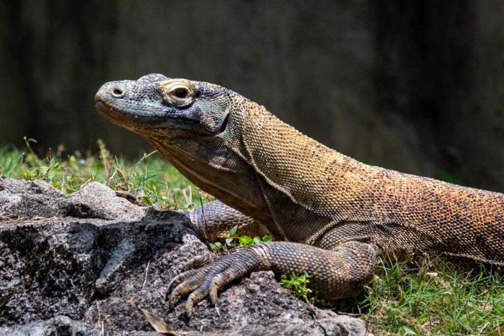 A komodo dragon sits in the grass while enjoying the sun.