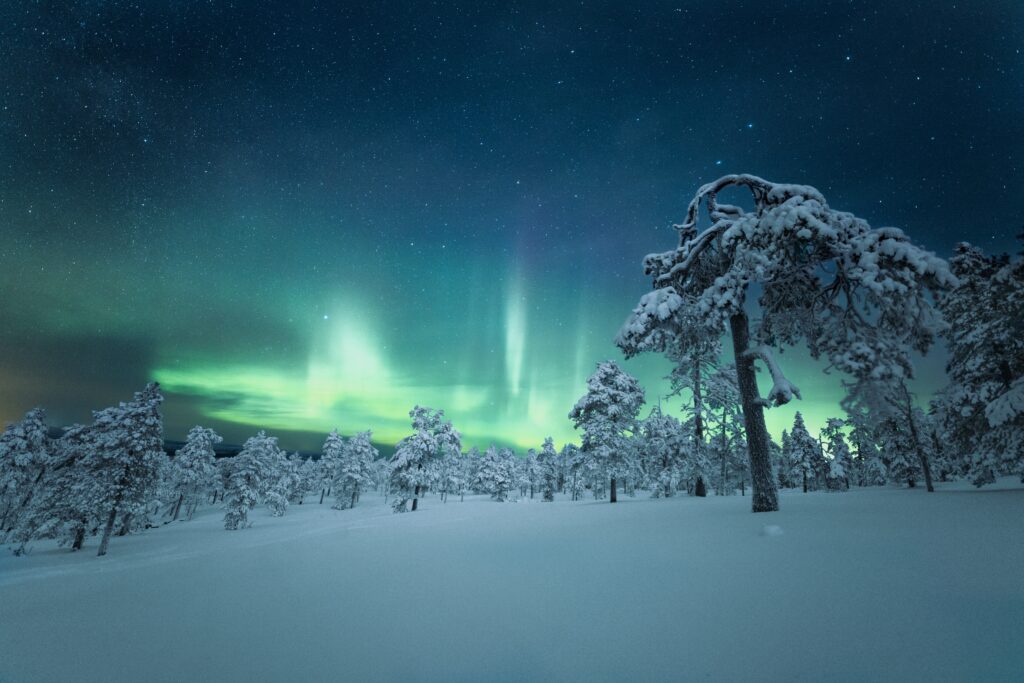 The northern lights dancing in the sky with tree and snow in the background in Lapland.