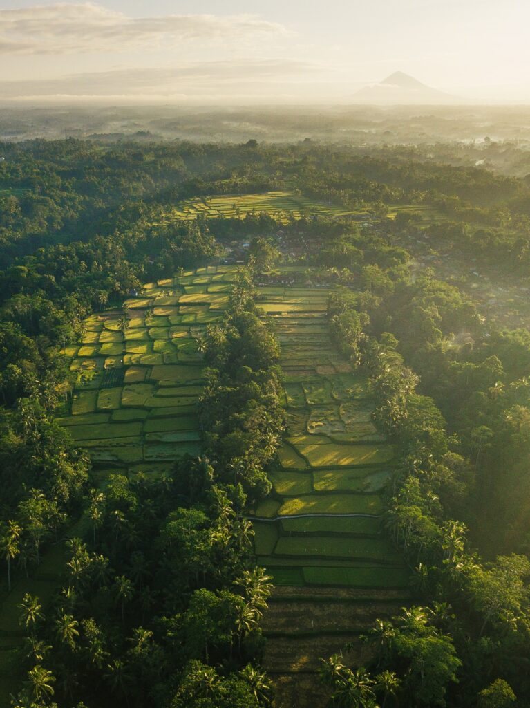 The first stop on the best Indonesia itinerary is the terraced rice fields with green trees and mist.