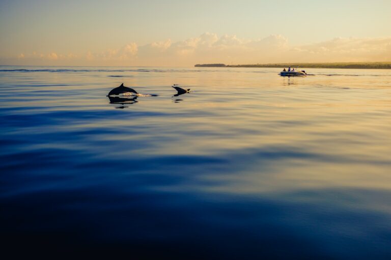 People on a boat watch dolphins jumping at sunrise.