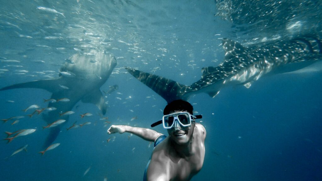 A man snorkels with 2 whale sharks and many small, brightly colored fish in Fiji.