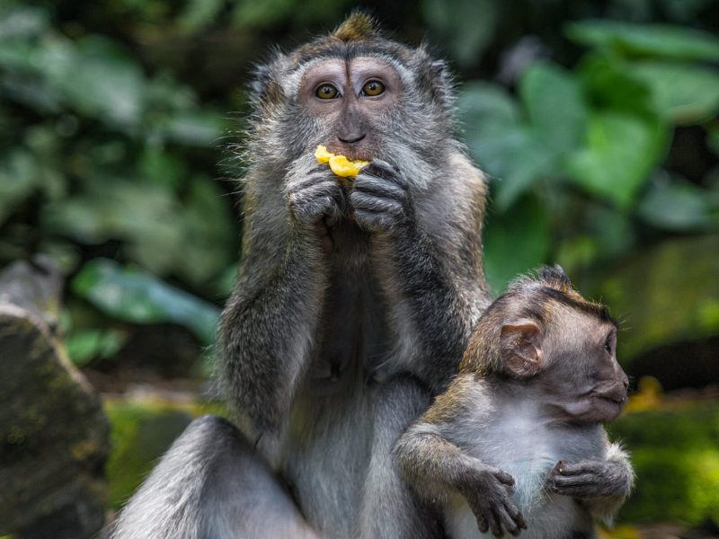 A monkey eats a banana at the Scared Monkey Forest in Ubud, while its baby watches.